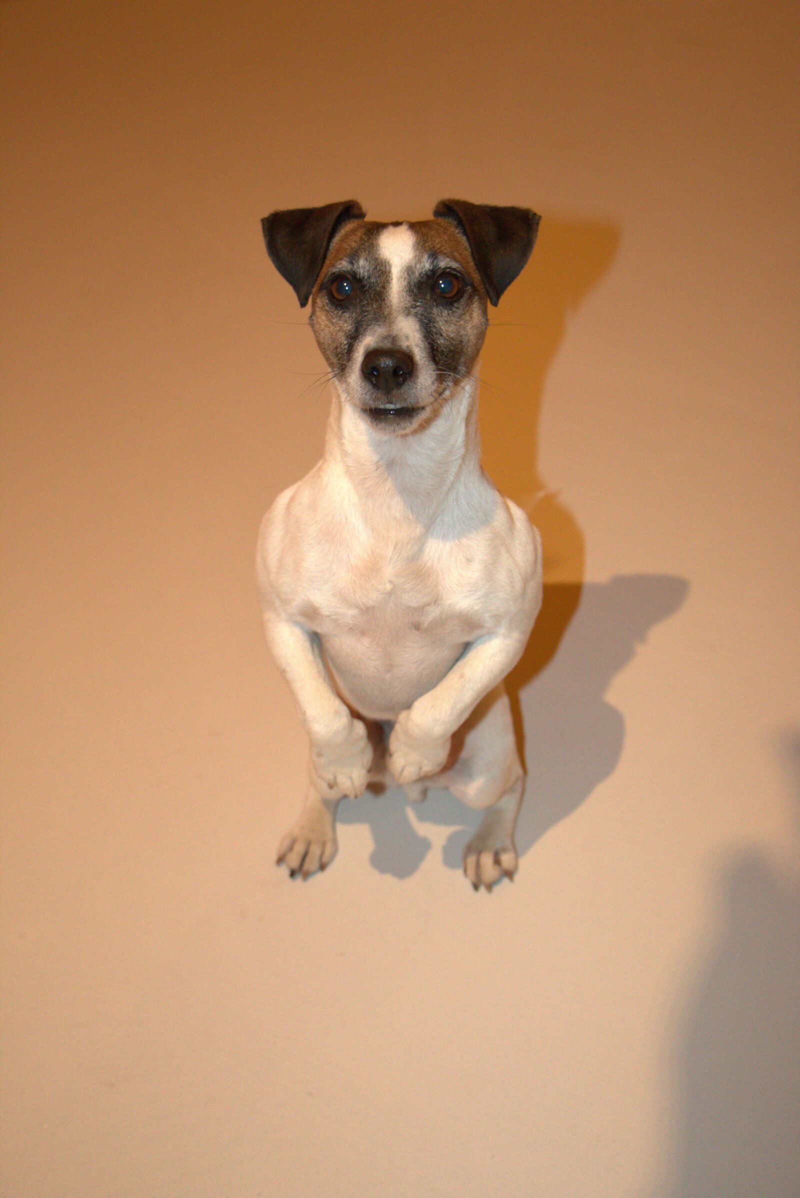 Canon EOS 70D sample photo. Jack russel, dog, terrier photography