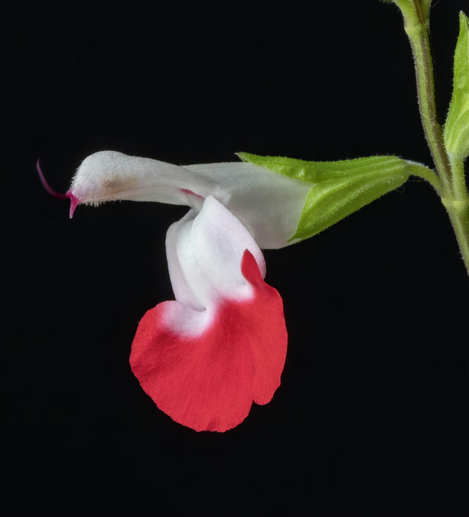 Canon EF 100mm F2.8L Macro IS USM sample photo. Salvia, flower, hotlips photography