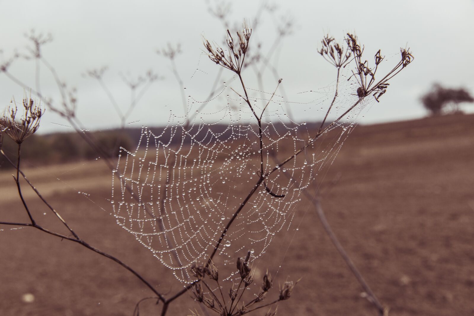 Canon EF 24-70mm F2.8L II USM sample photo. Cobweb, web, spider photography