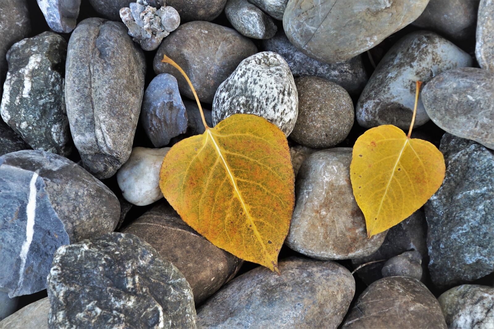 Canon EOS 80D sample photo. Foliage, yellow, autumn photography