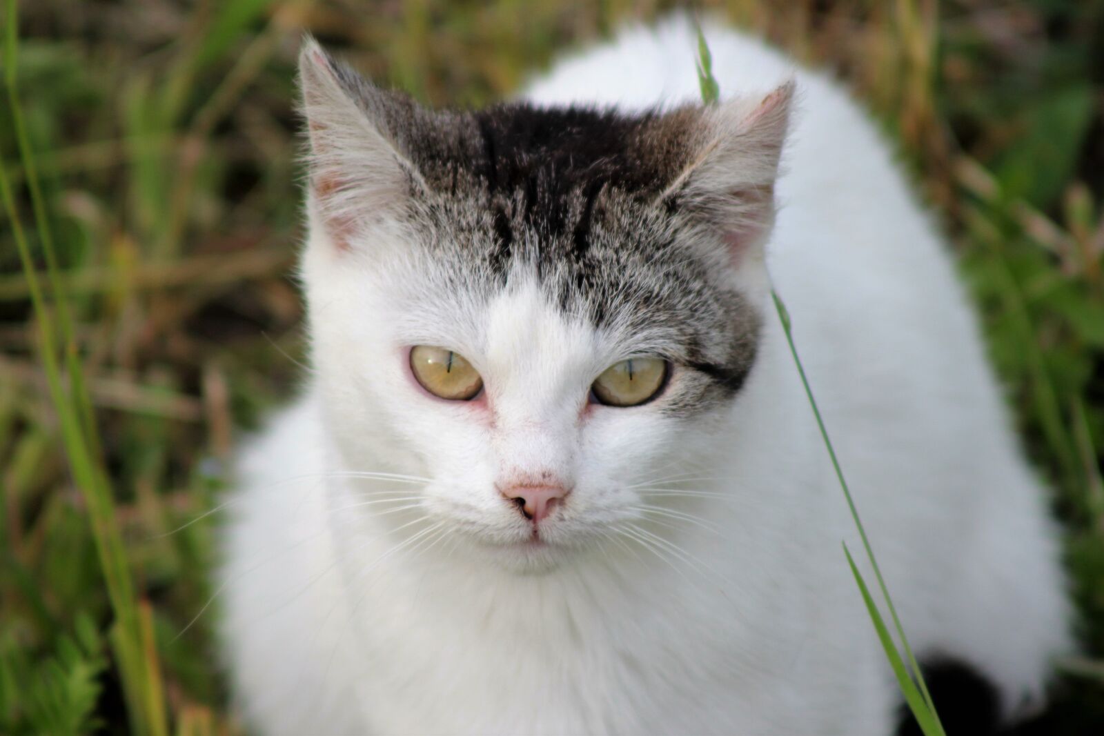 Canon EOS 550D (EOS Rebel T2i / EOS Kiss X4) sample photo. Domestic cat, white, animal photography