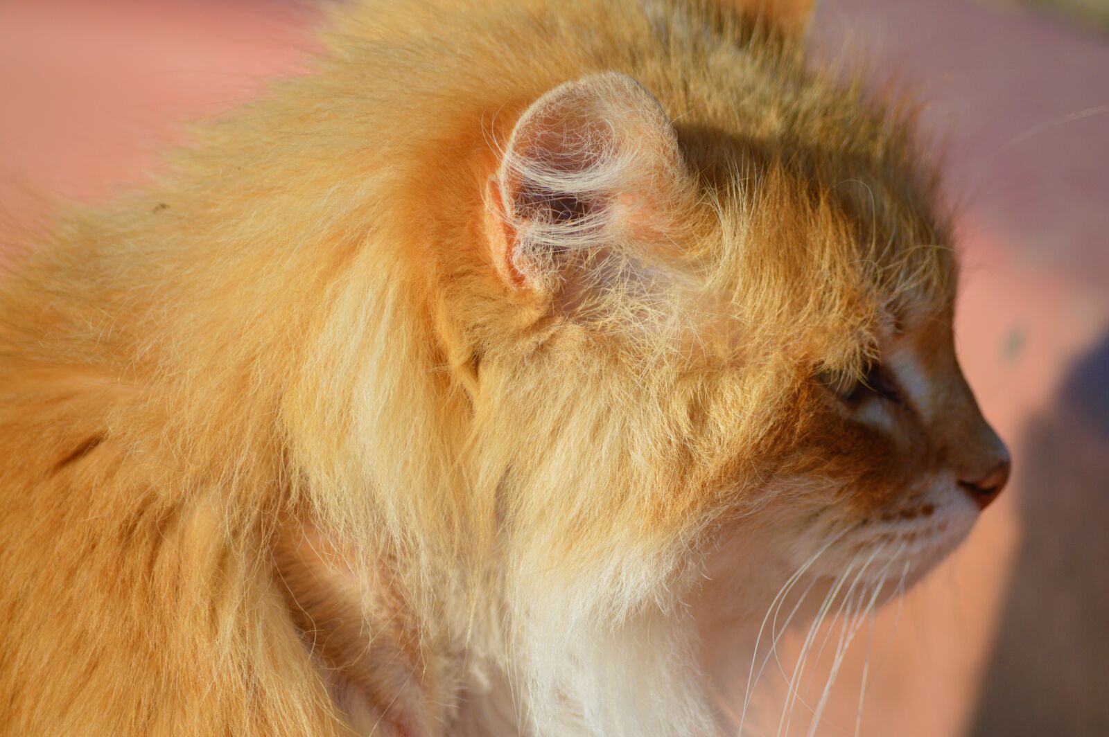 Nikon D3200 sample photo. Cat, portrait, fur photography