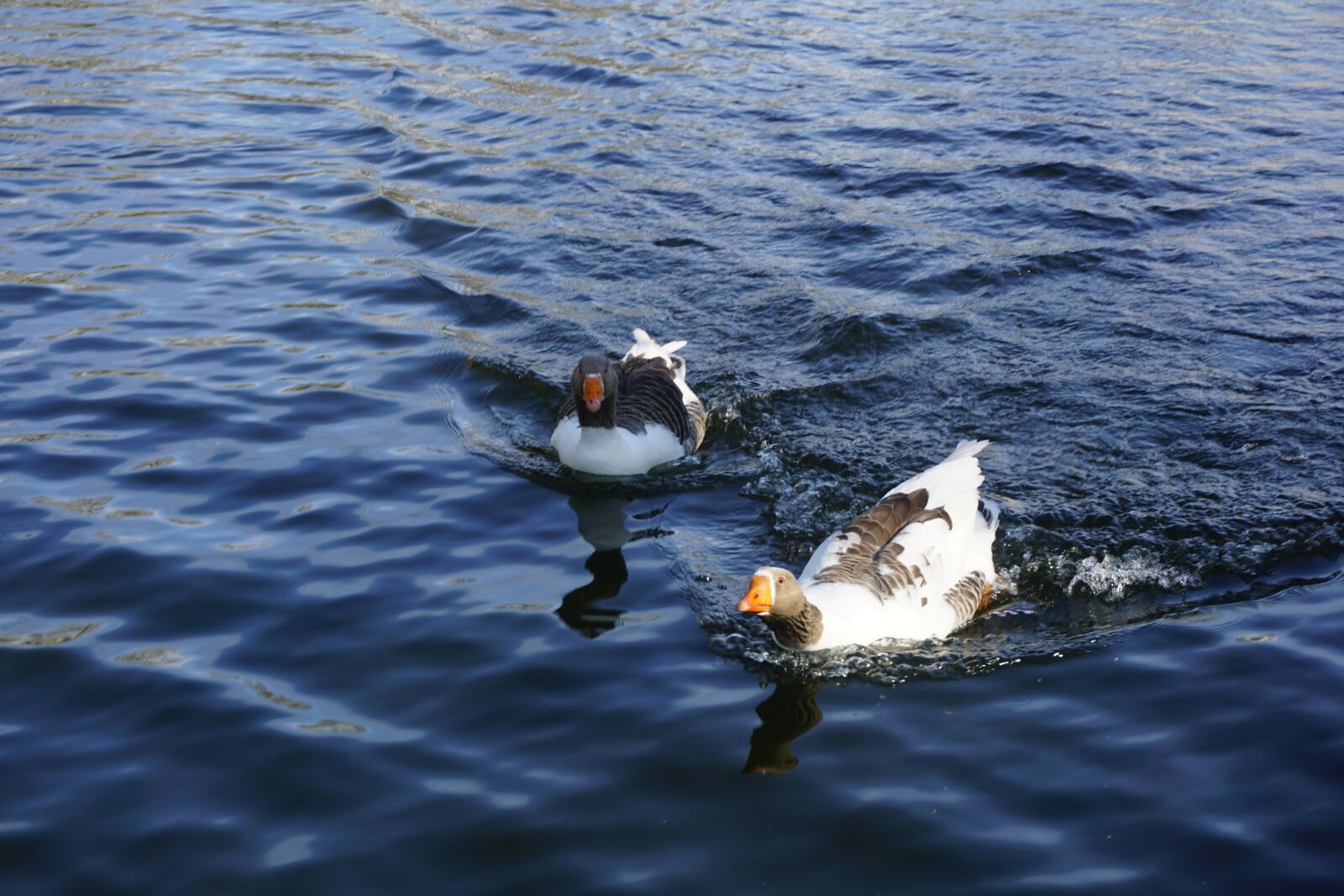 Sony E 16-50mm F3.5-5.6 PZ OSS sample photo. Birds, geese, water photography