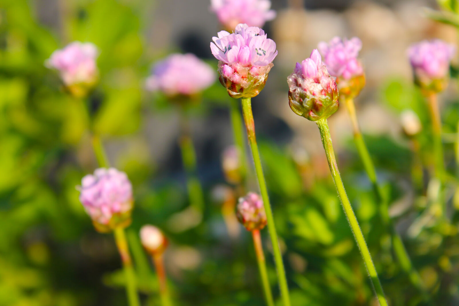 Canon EOS 1100D (EOS Rebel T3 / EOS Kiss X50) sample photo. Flower, pink photography