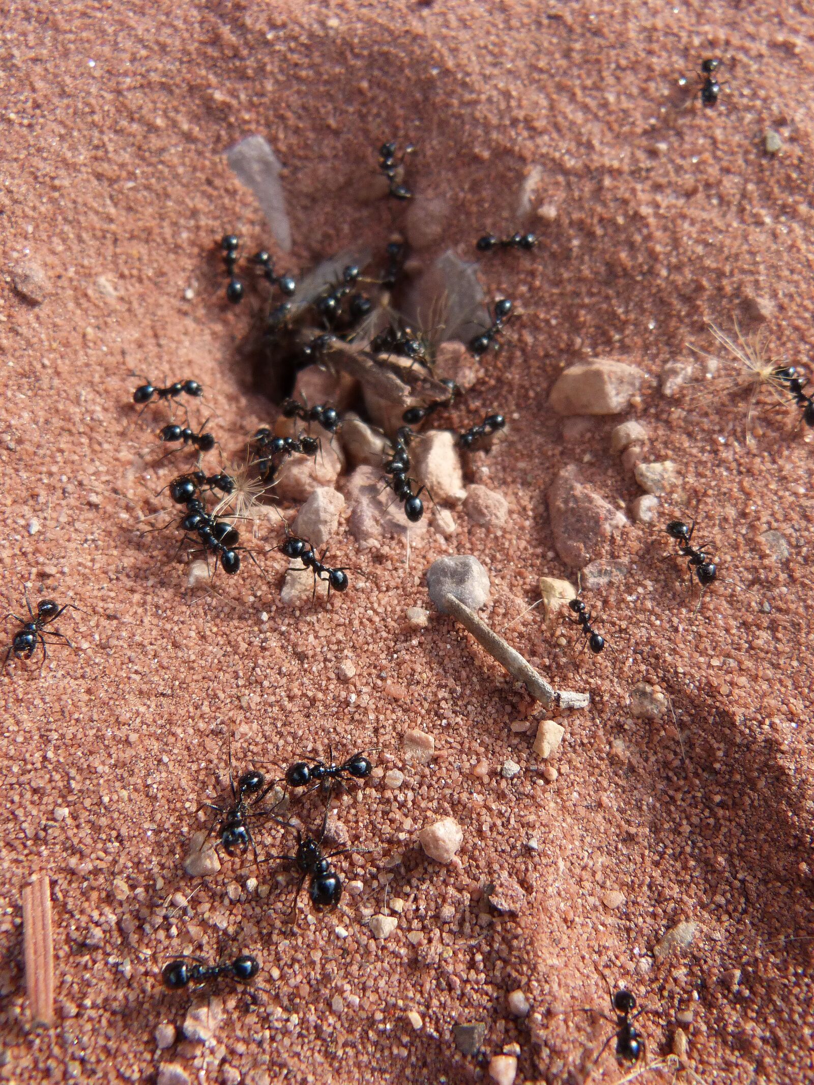 Panasonic DMC-FZ62 sample photo. Ants, nest, cologne photography