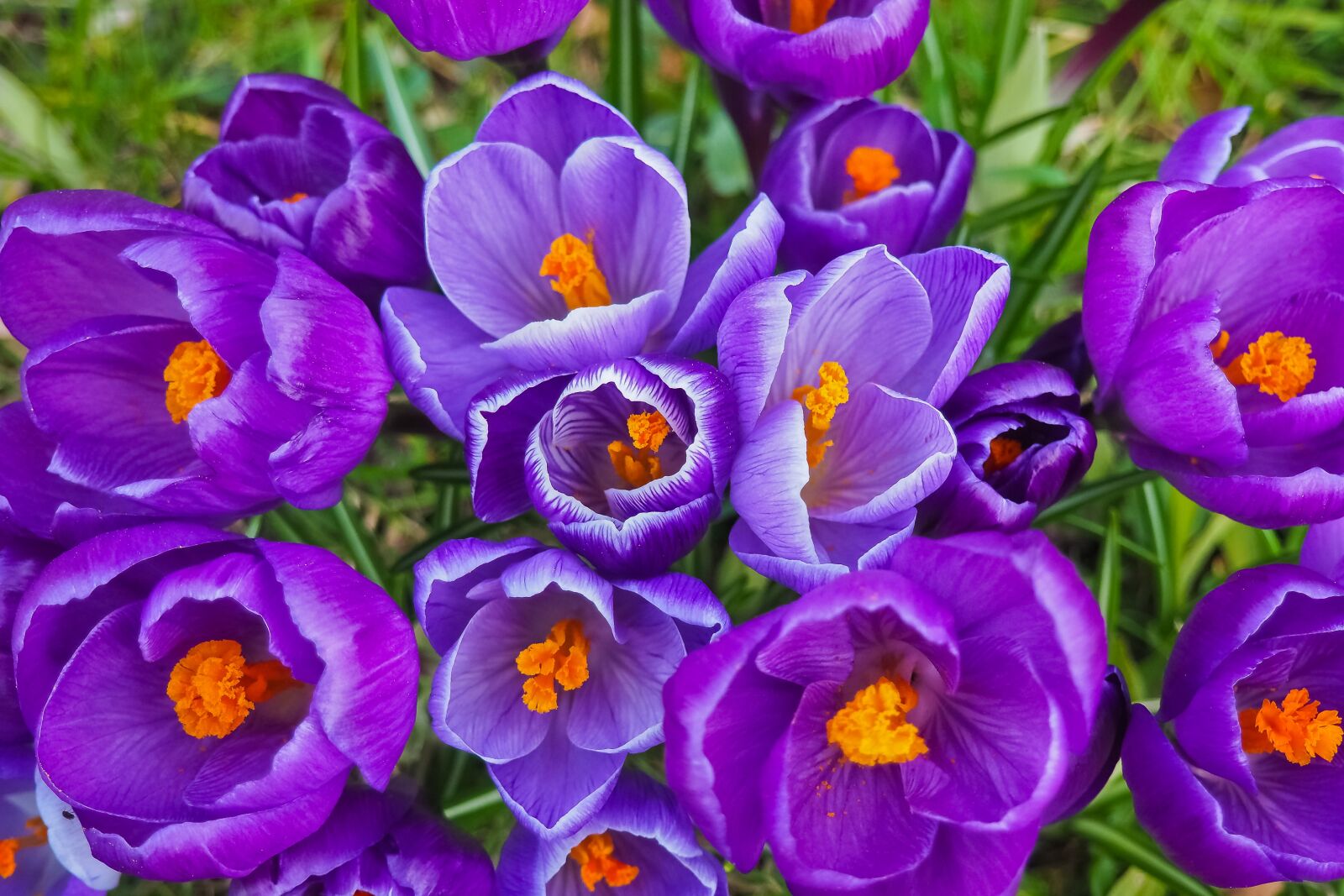 Olympus OM-D E-M10 sample photo. Crocus, flower, spring photography