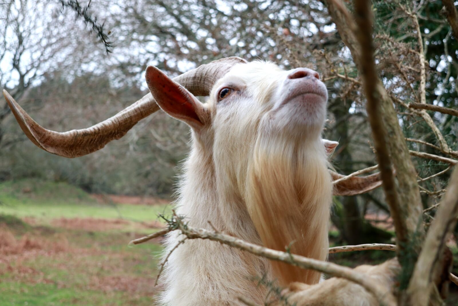 Canon PowerShot G1 X Mark III sample photo. Animal, goat, horns photography