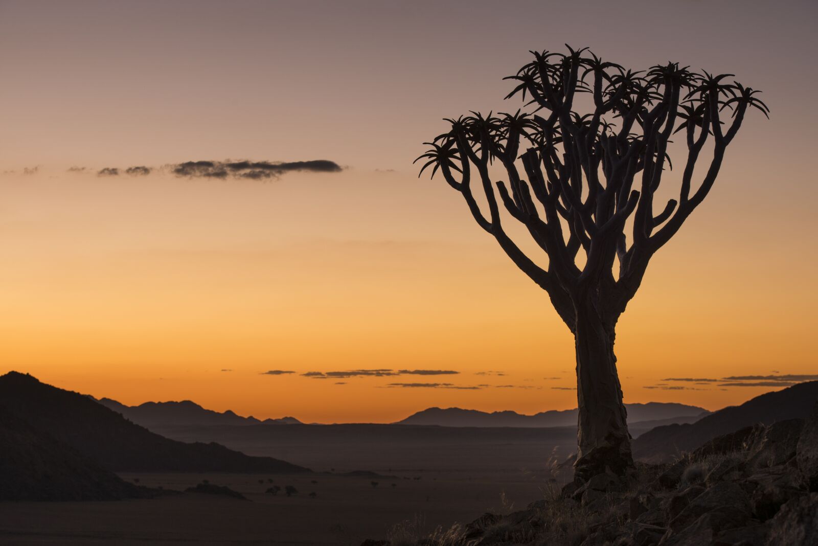 Nikon D800 sample photo. Sunset, quiver tree, namibia photography