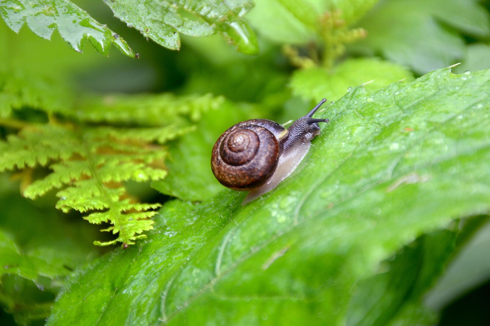 Nikon D3200 sample photo. Snail, forest, greens photography