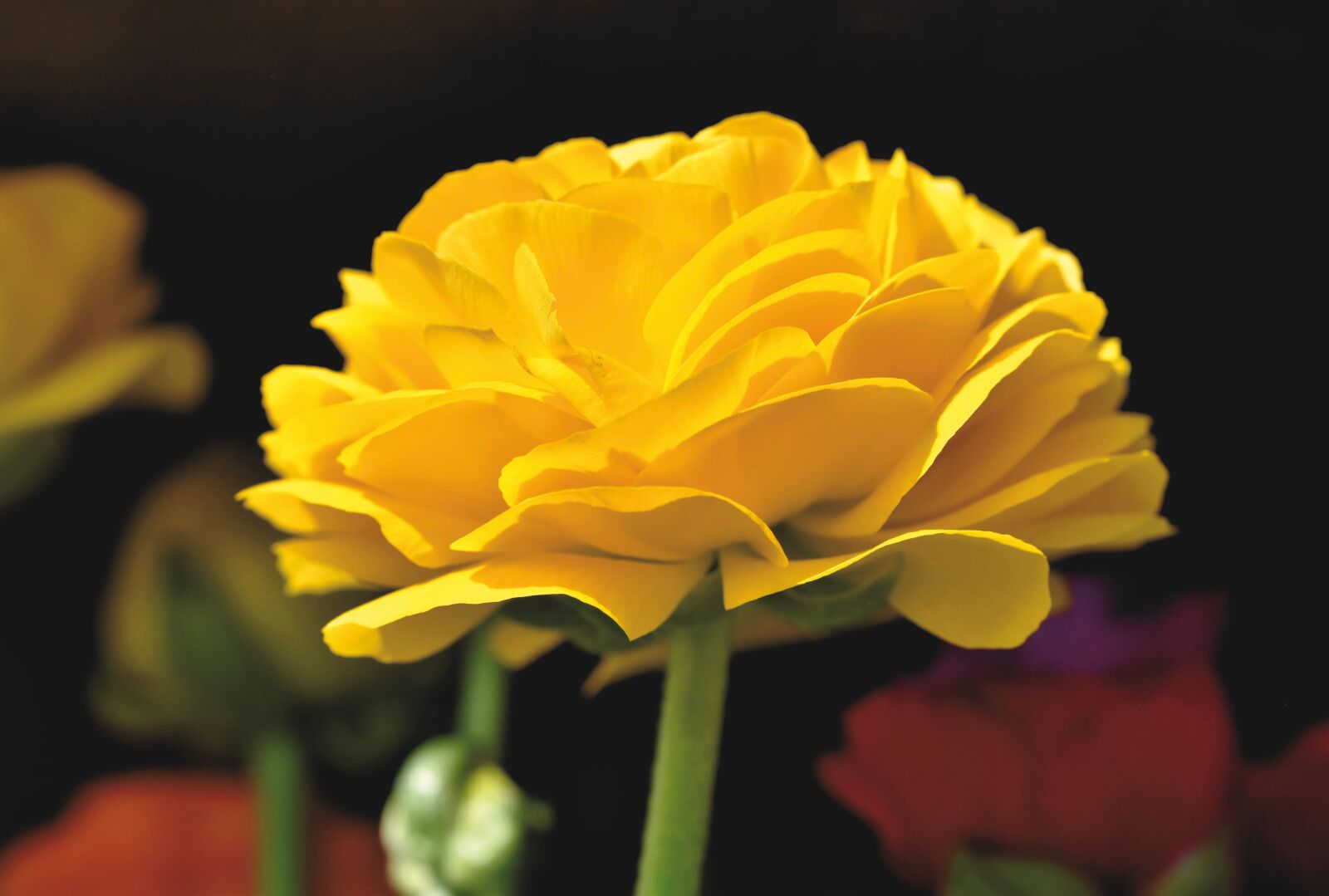 Nikon D7200 sample photo. Ranunculus, flower, blossom photography