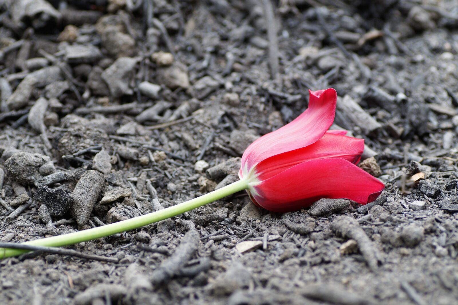 Sony SLT-A58 sample photo. Scorch, ash, red photography