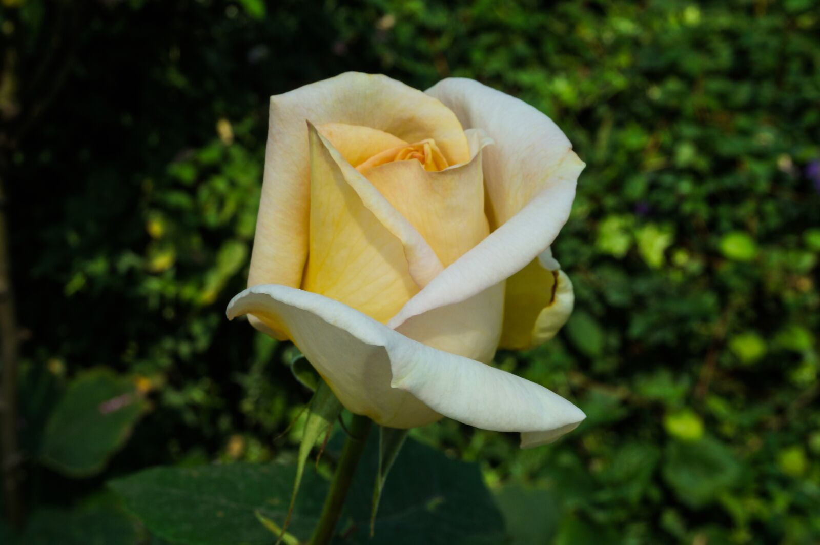 Sony Alpha NEX-3N sample photo. Flower, rose, nature photography