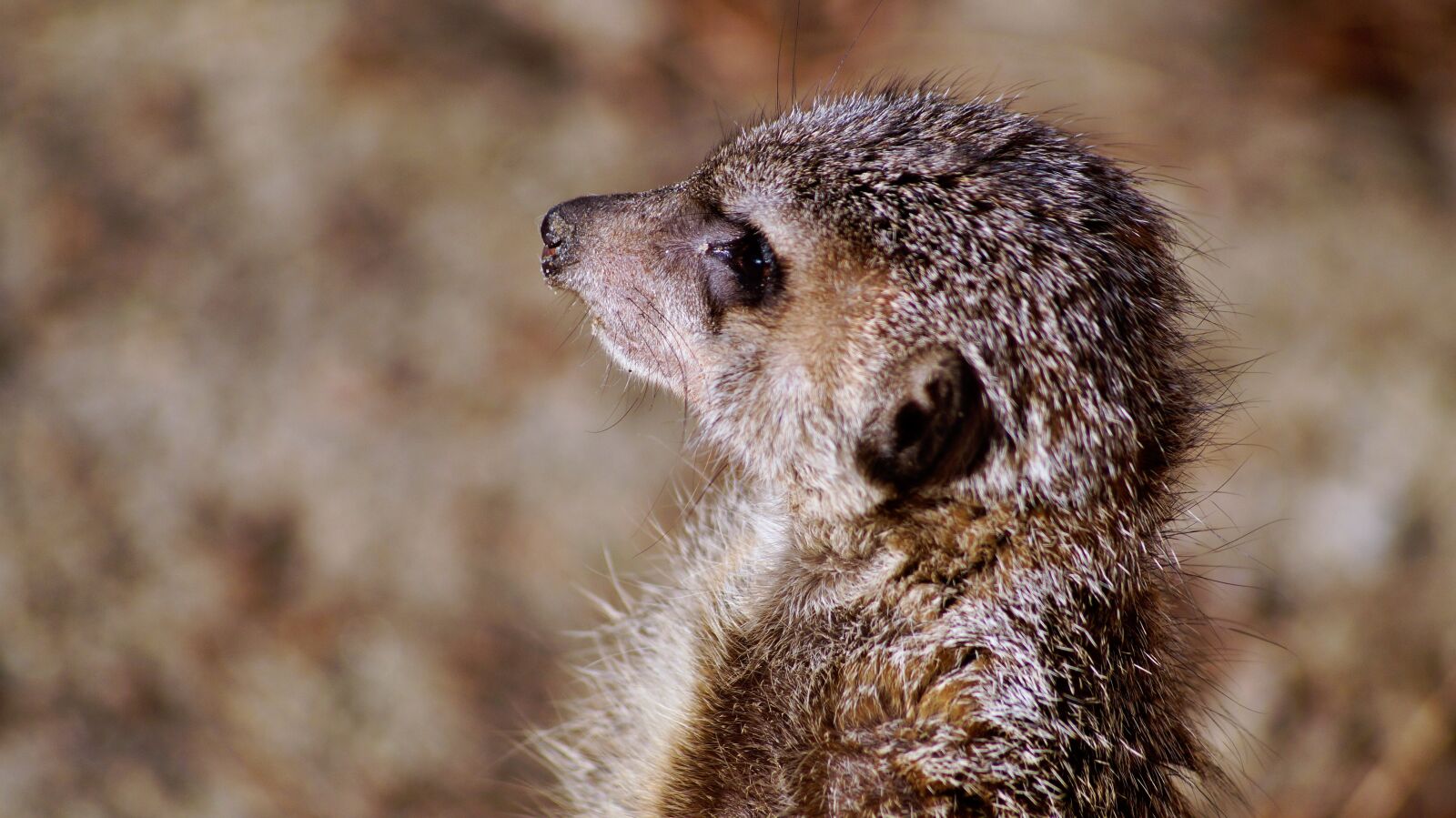 Sony SLT-A58 sample photo. Meerkat, timon, nature photography