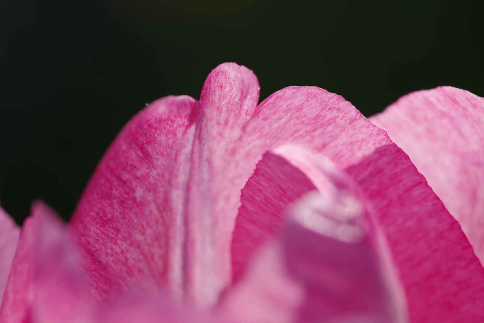 Pentax K-S2 sample photo. Pink, the petals, tulip photography