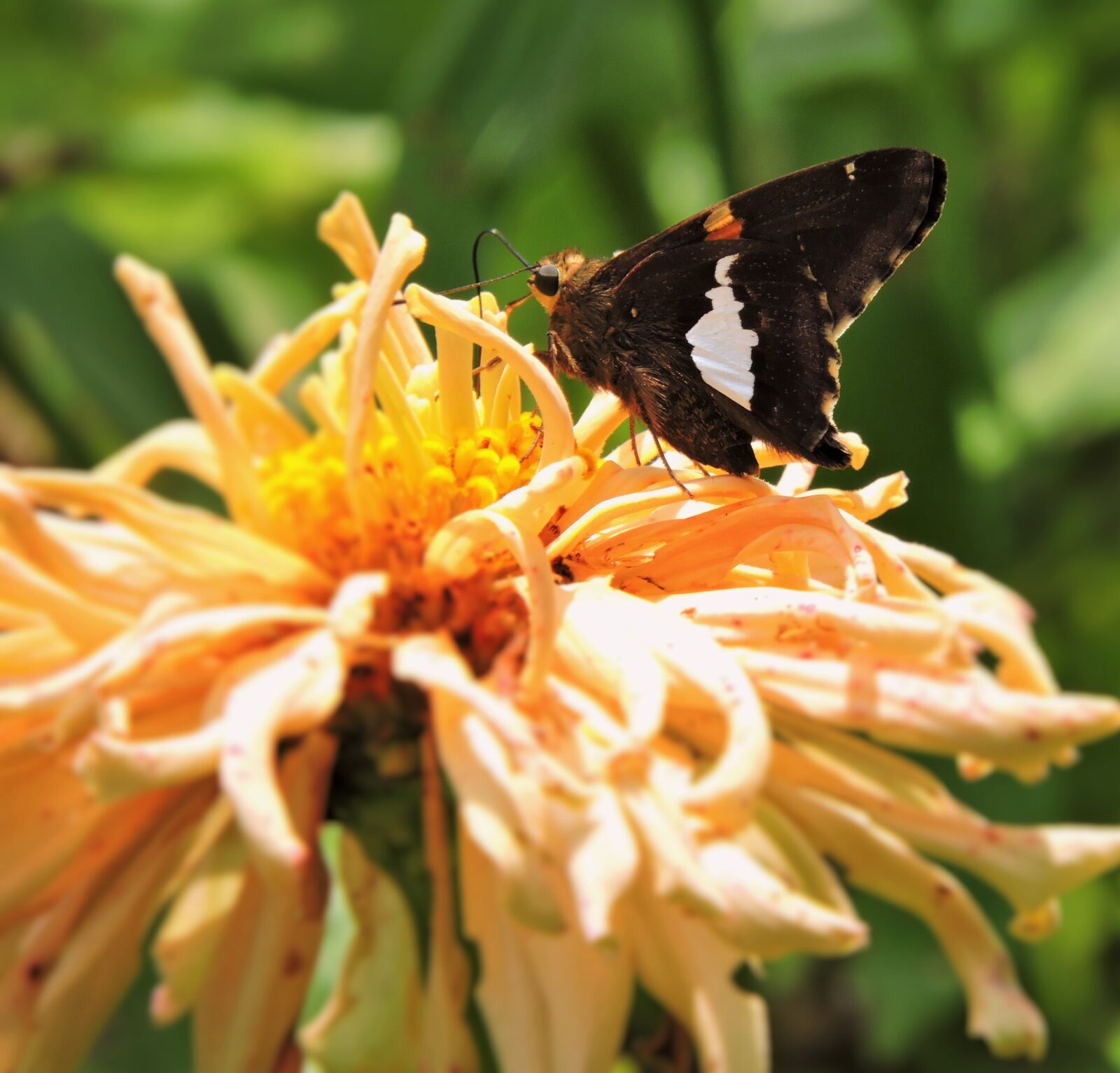 Nikon Coolpix P600 sample photo. Butterfly, nature, insect photography