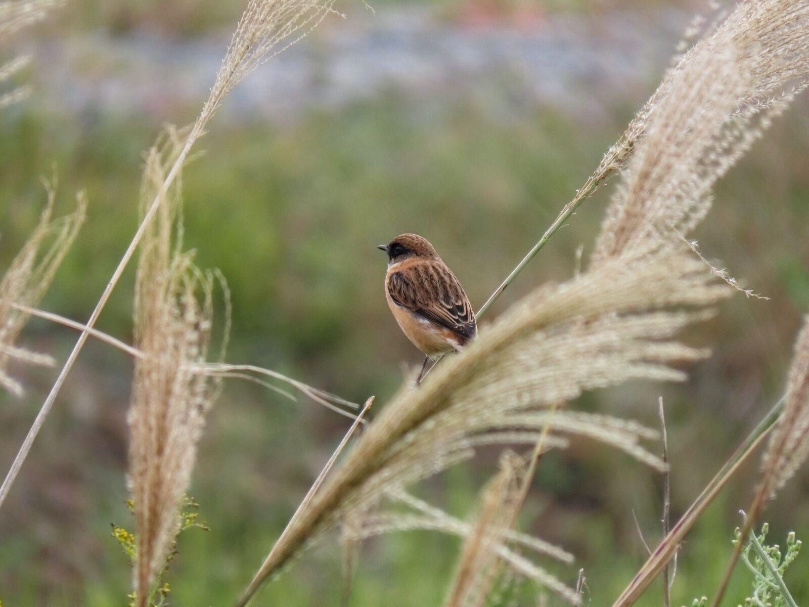 Canon PowerShot SX70 HS sample photo. Animal, grass, bird photography