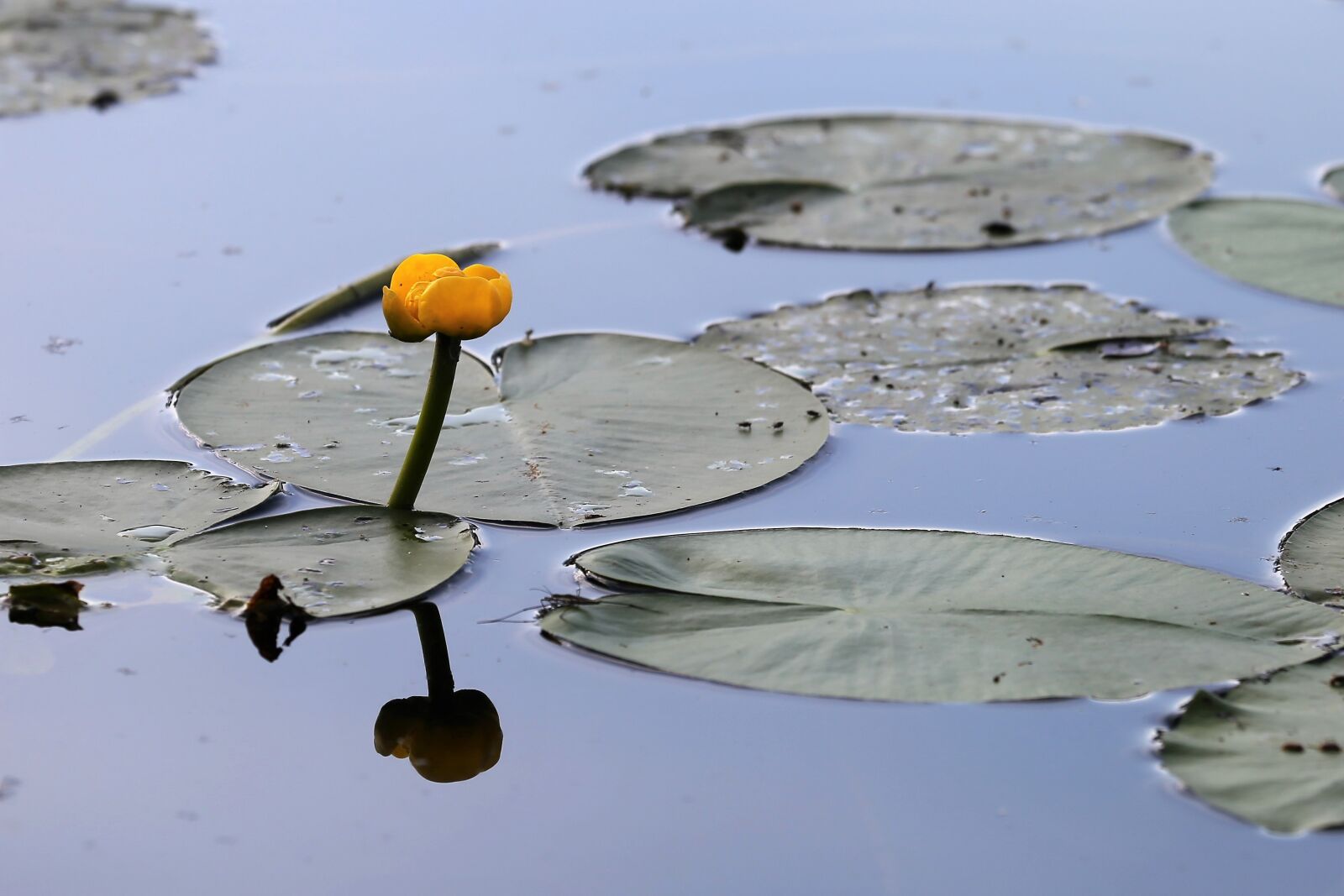 Canon EOS 6D sample photo. Water lily, nuphar lutea photography