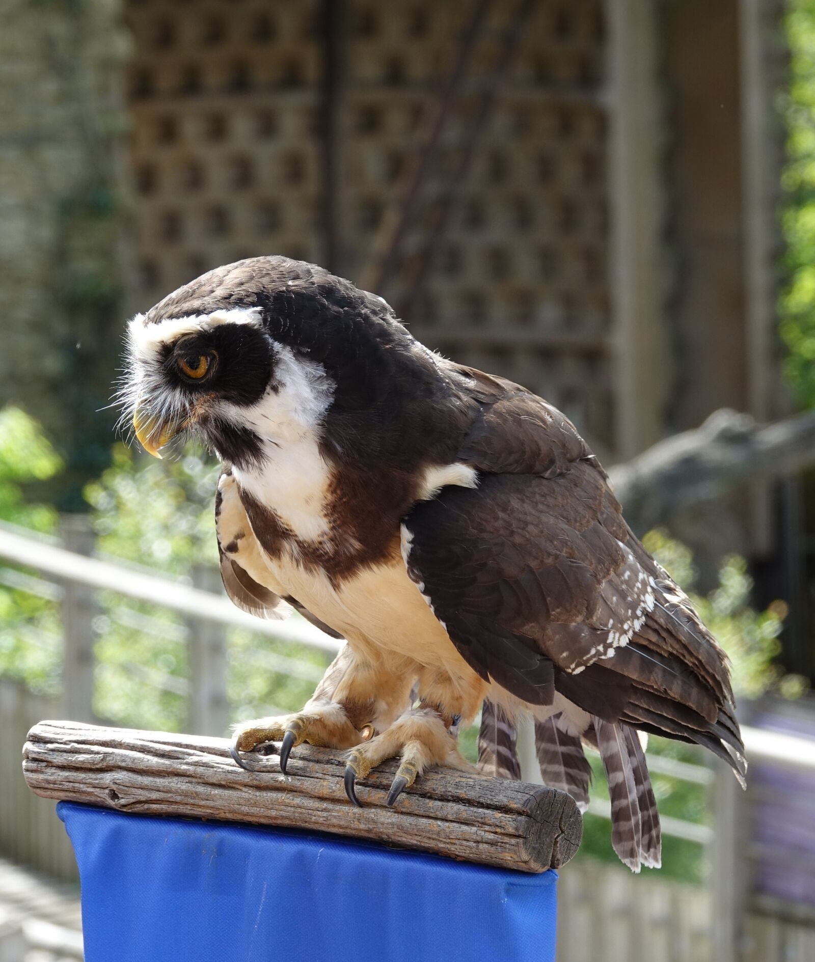Sony Cyber-shot DSC-RX10 III sample photo. Bird, fauna, animal photography