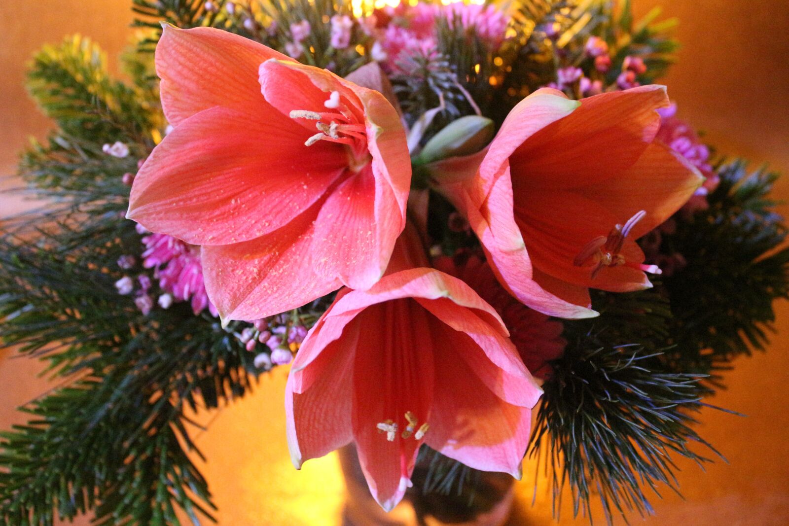 Canon EF-S 18-55mm F3.5-5.6 IS sample photo. Flower, red, beauty photography