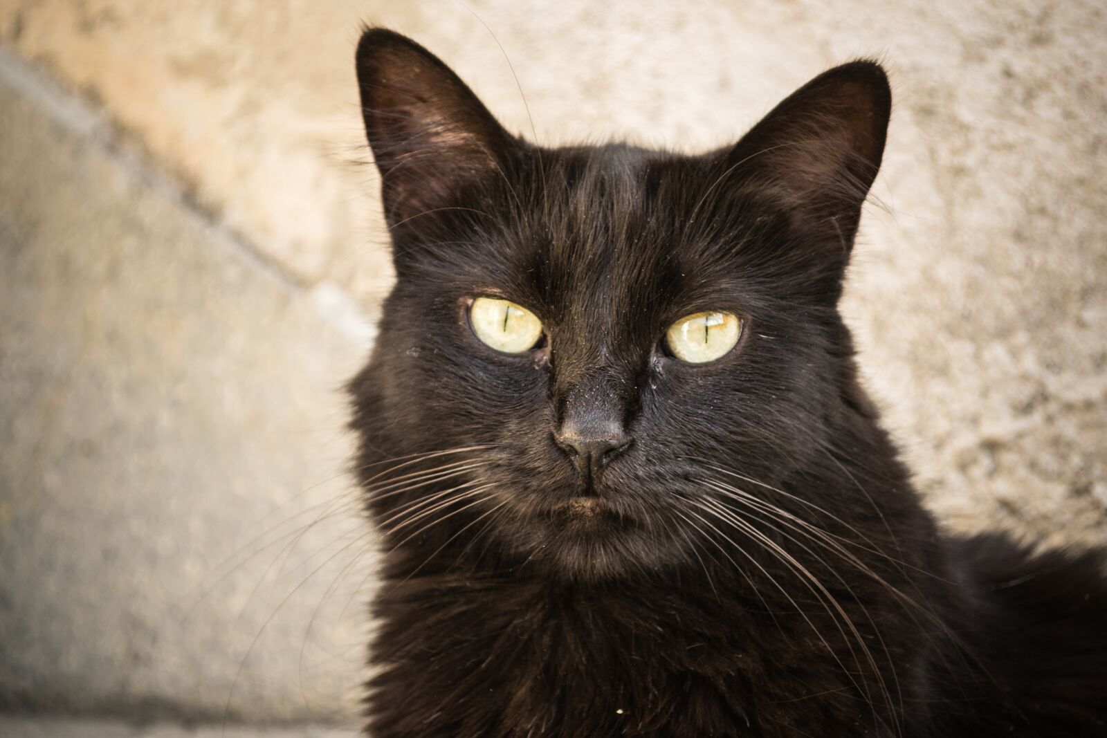 Nikon D3100 sample photo. Black cat, cat, animal photography