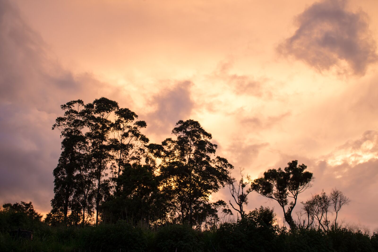 Canon EOS 750D (EOS Rebel T6i / EOS Kiss X8i) sample photo. Evening, sky, trees photography