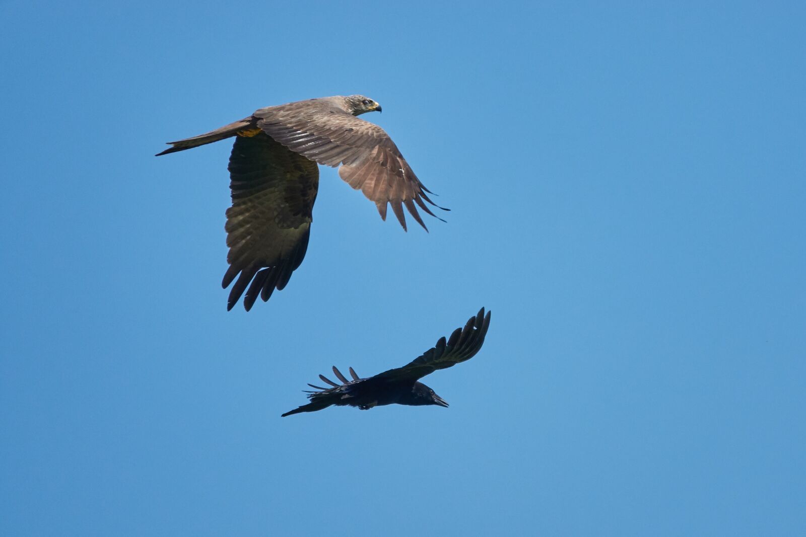 Sony Cyber-shot DSC-RX10 IV sample photo. Milan, crow, flying photography