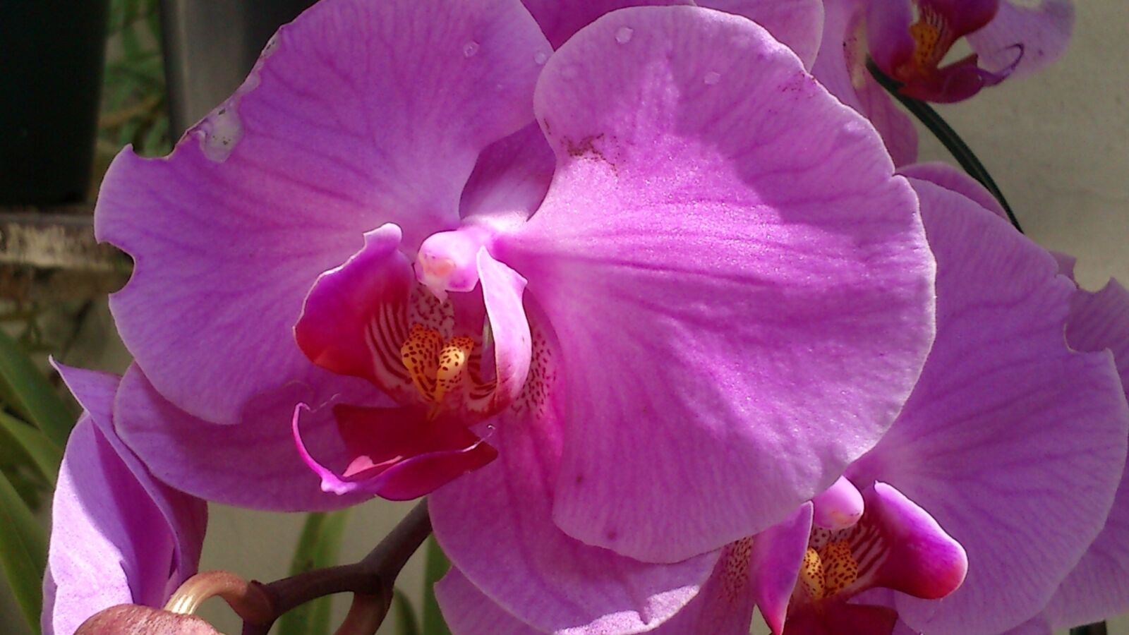 Sony Ericsson Xperia mini sample photo. Orquidea, flower, nature photography