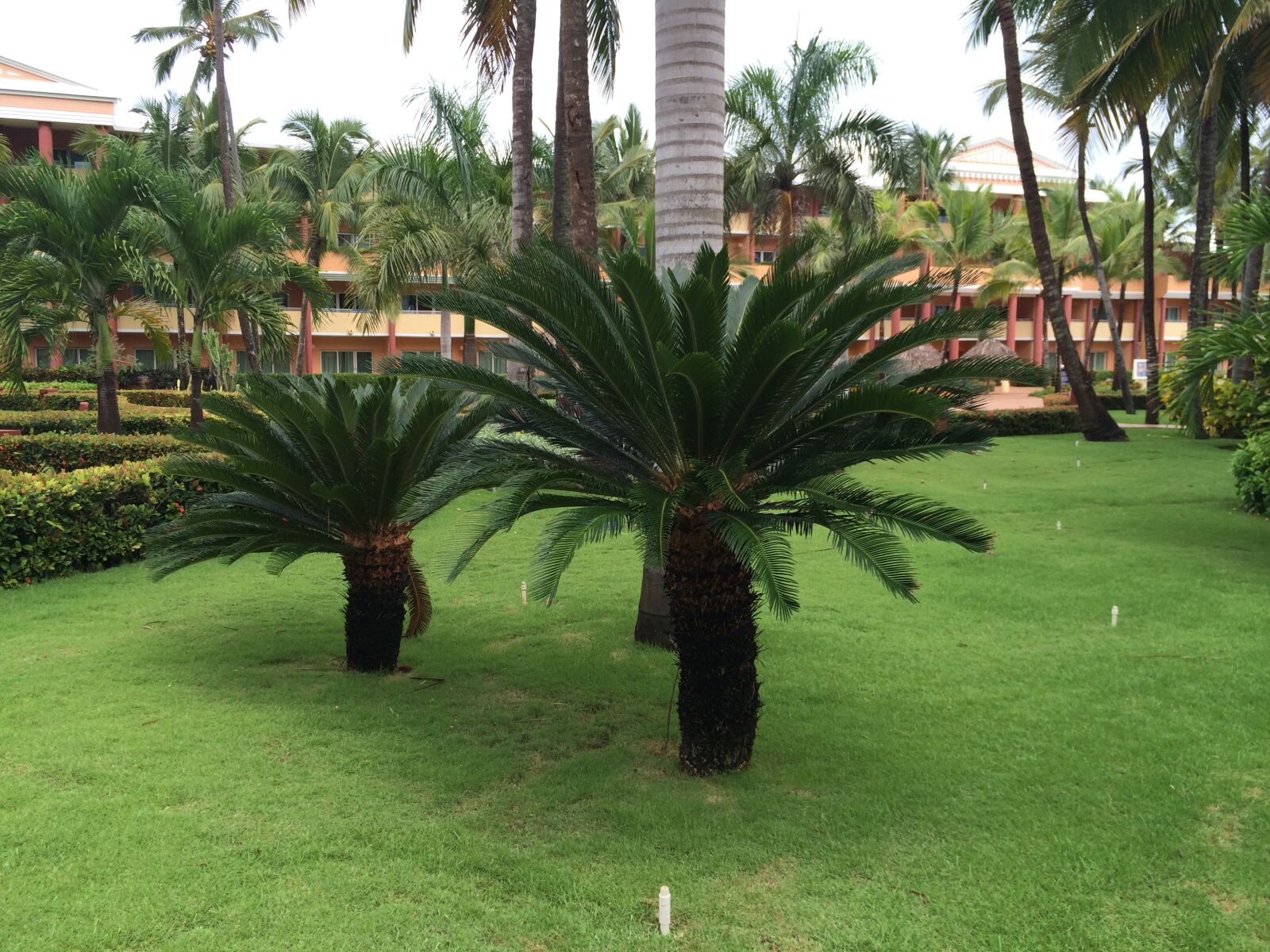 iPhone 5s back camera 4.12mm f/2.2 sample photo. Caribbean, vacations, palm trees photography