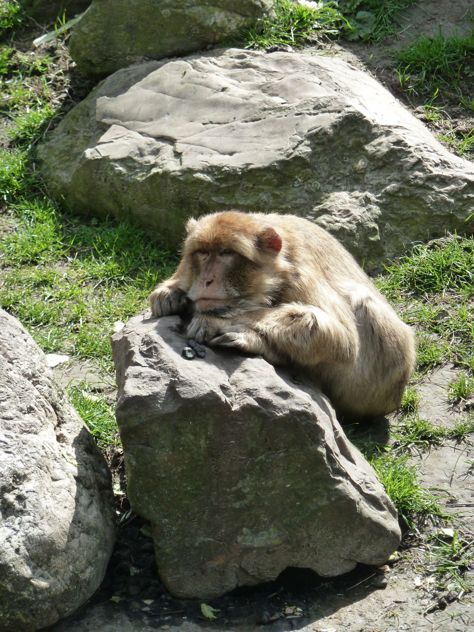 Panasonic Lumix DMC-ZS5 (Lumix DMC-TZ8) sample photo. Monkey, stone, zoo photography