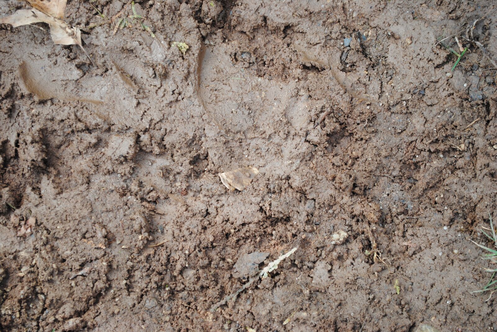 Nikon D3000 sample photo. Dirt, mud, trail photography