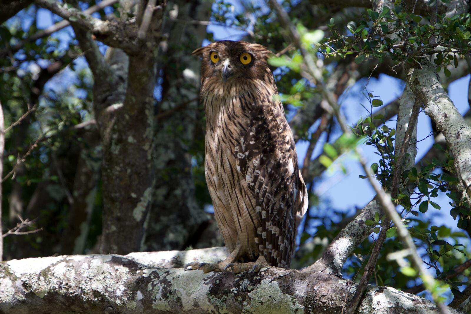 Nikon D500 sample photo. Owl, some of the photography