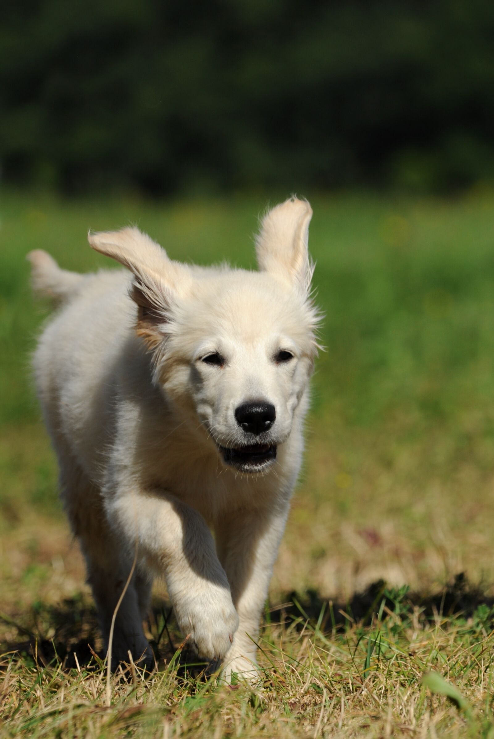 Nikon D5000 sample photo. Dog, puppy, cute photography