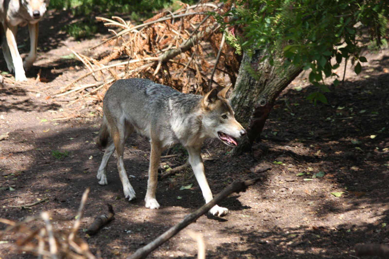 Canon EOS 40D sample photo. Wolf, predators, nature photography