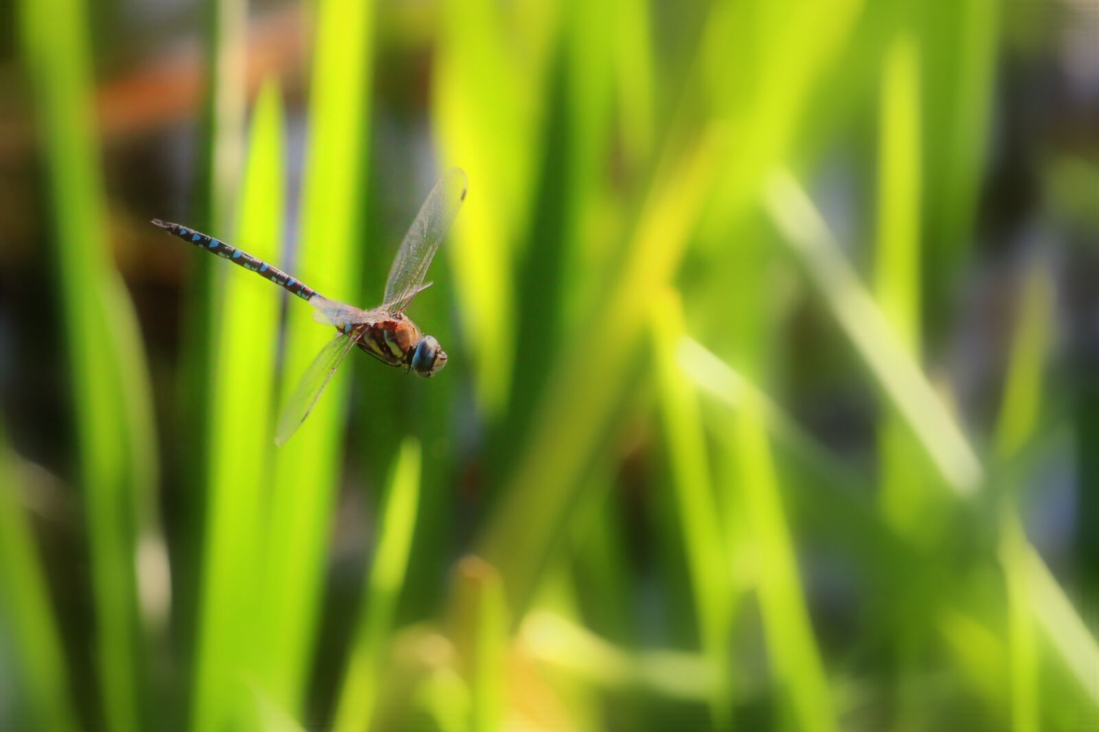 Canon EOS 1300D (EOS Rebel T6 / EOS Kiss X80) + Canon EF-S 55-250mm F4-5.6 IS STM sample photo. Dragonfly, flight, wing photography