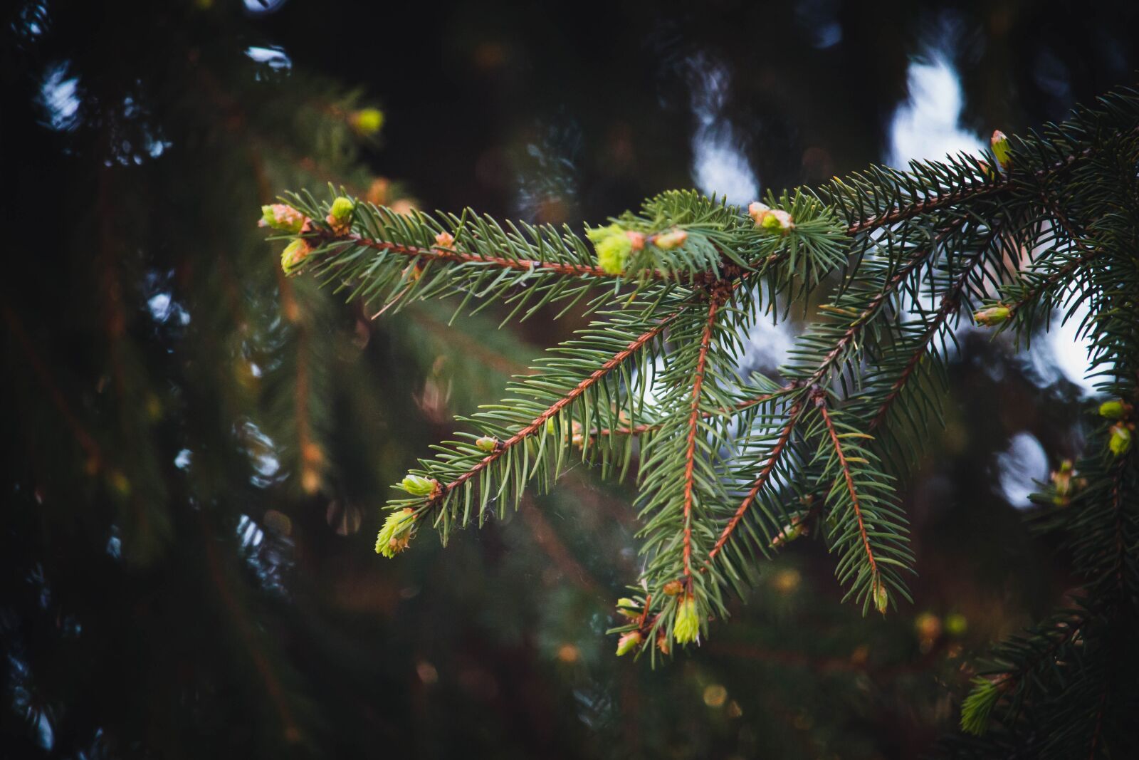 Canon EOS 100D (EOS Rebel SL1 / EOS Kiss X7) + Canon EF-S 55-250mm F4-5.6 IS STM sample photo. Buds, spring, conifer photography