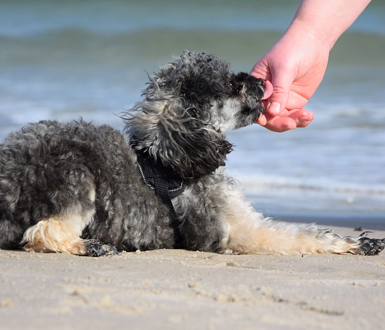 Nikon D3300 sample photo. Dog, play, tongue photography
