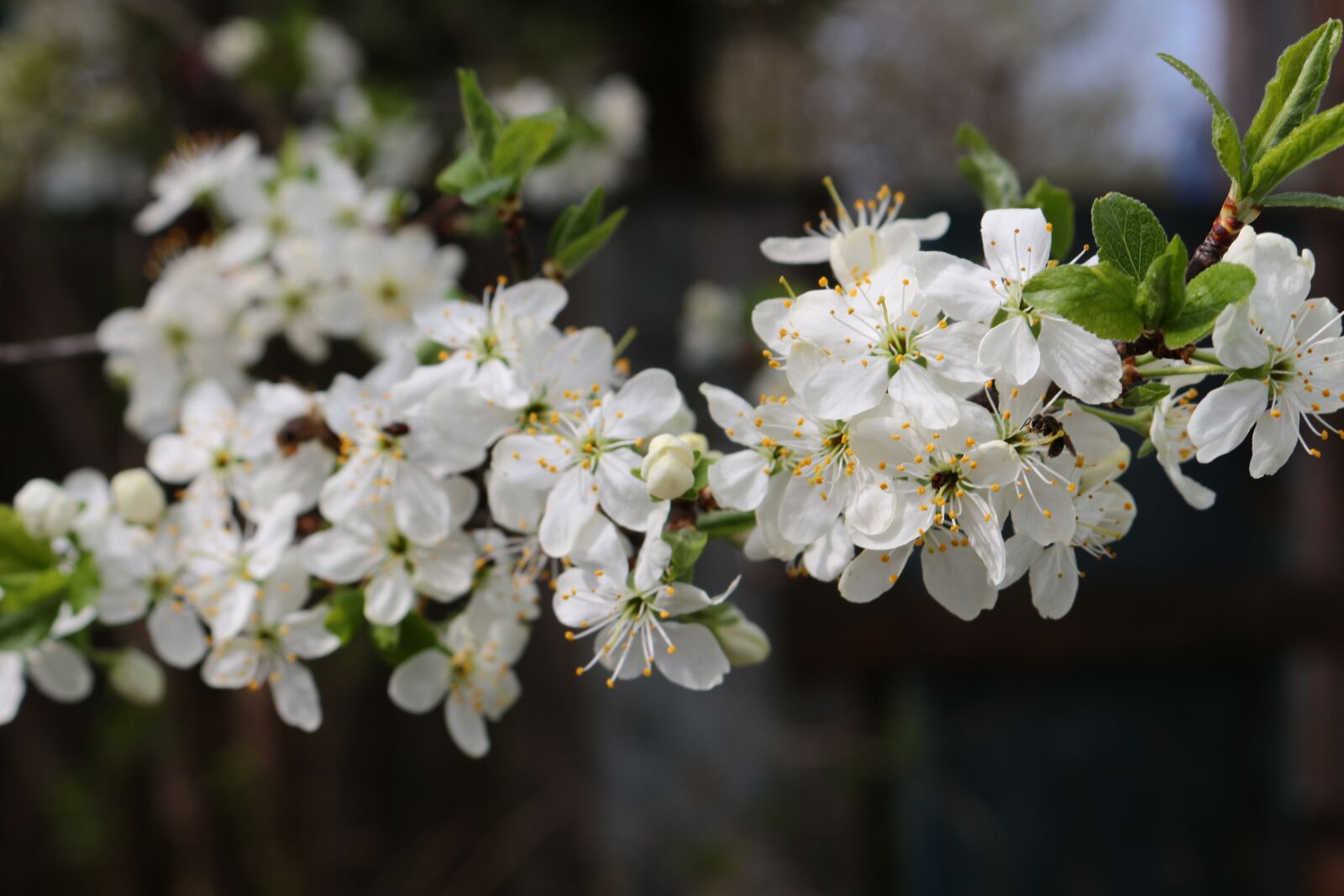 Canon EOS 100D (EOS Rebel SL1 / EOS Kiss X7) sample photo. Flowers, bloom, tree photography