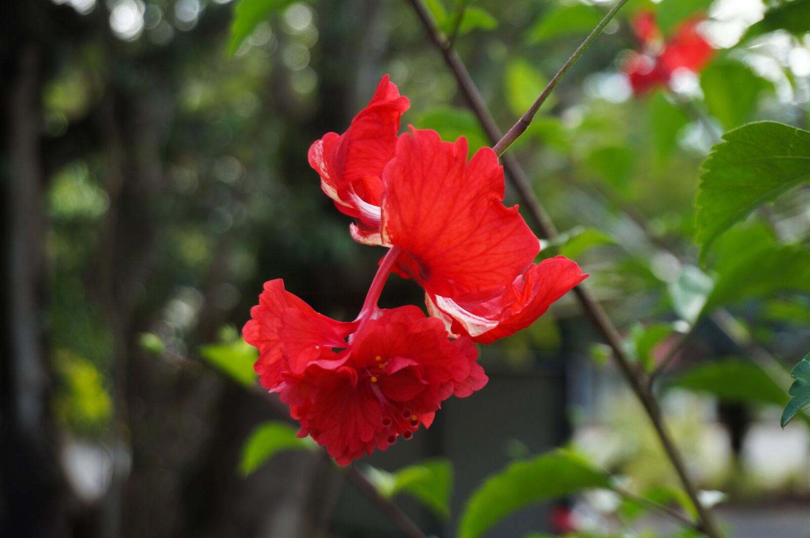 Sony Alpha NEX-3N + Sony E 16-50mm F3.5-5.6 PZ OSS sample photo. Flower, hibiscus, blossom photography