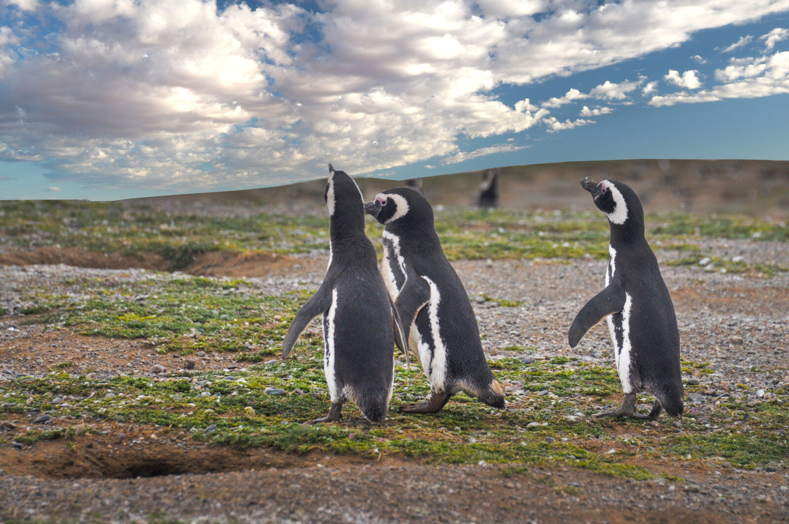 Nikon D90 sample photo. Magellanic, magellanic, penguins, penguins photography