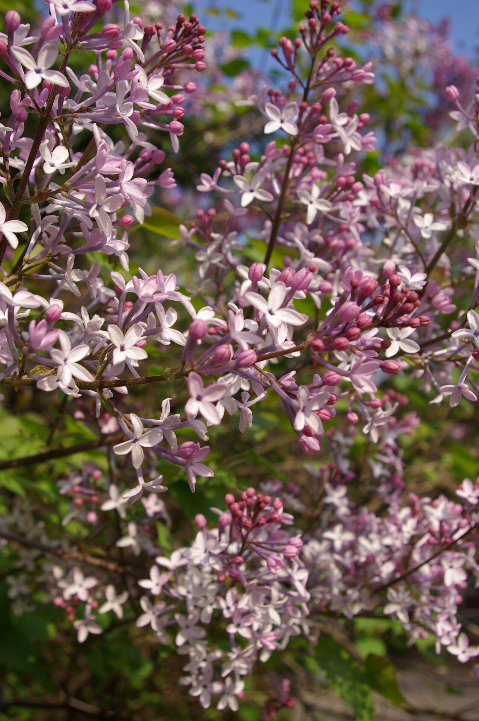 Samsung GX-10 sample photo. Lilac, spring flowers, purple photography