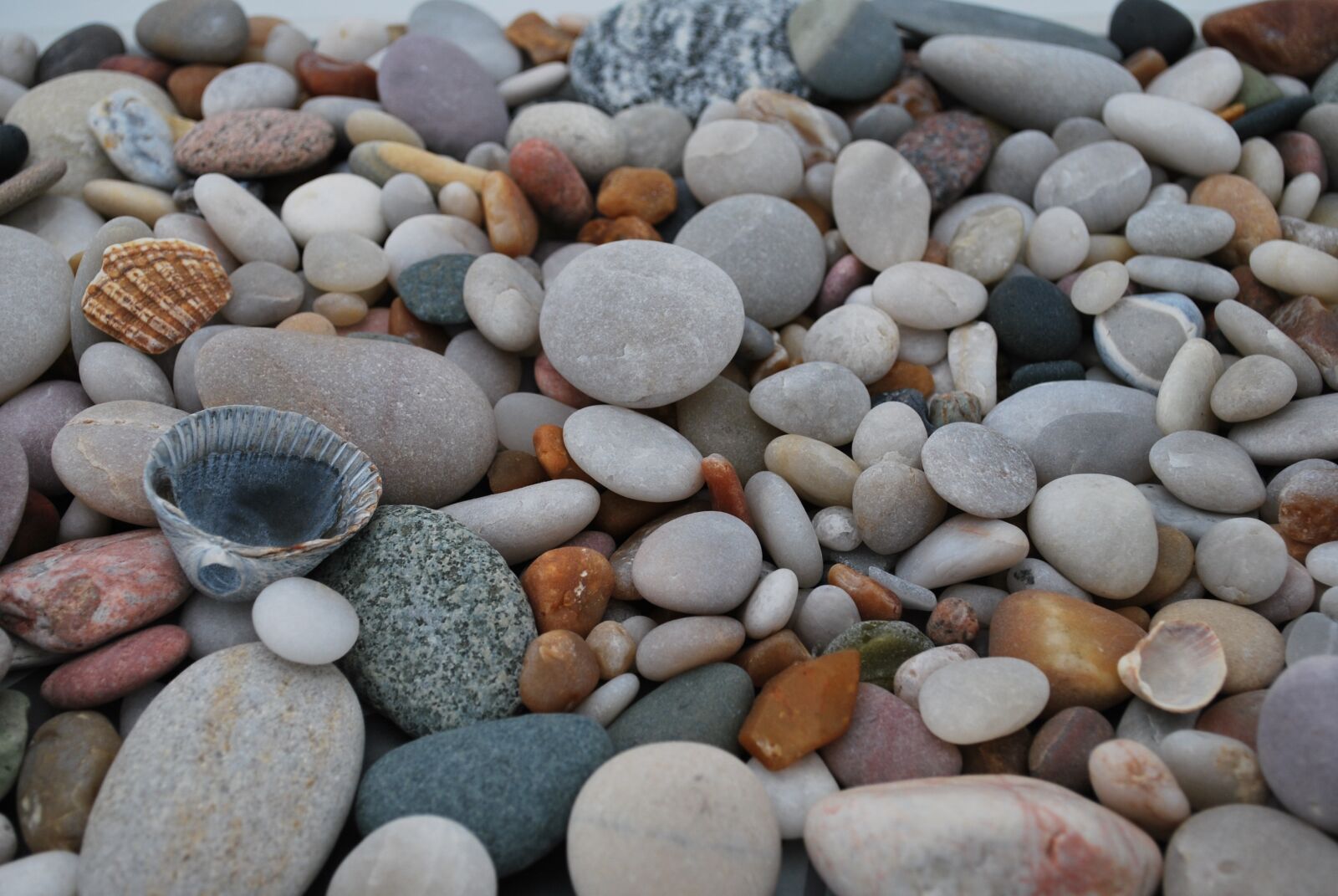 Nikon D60 sample photo. камни, ракушки, sea photography