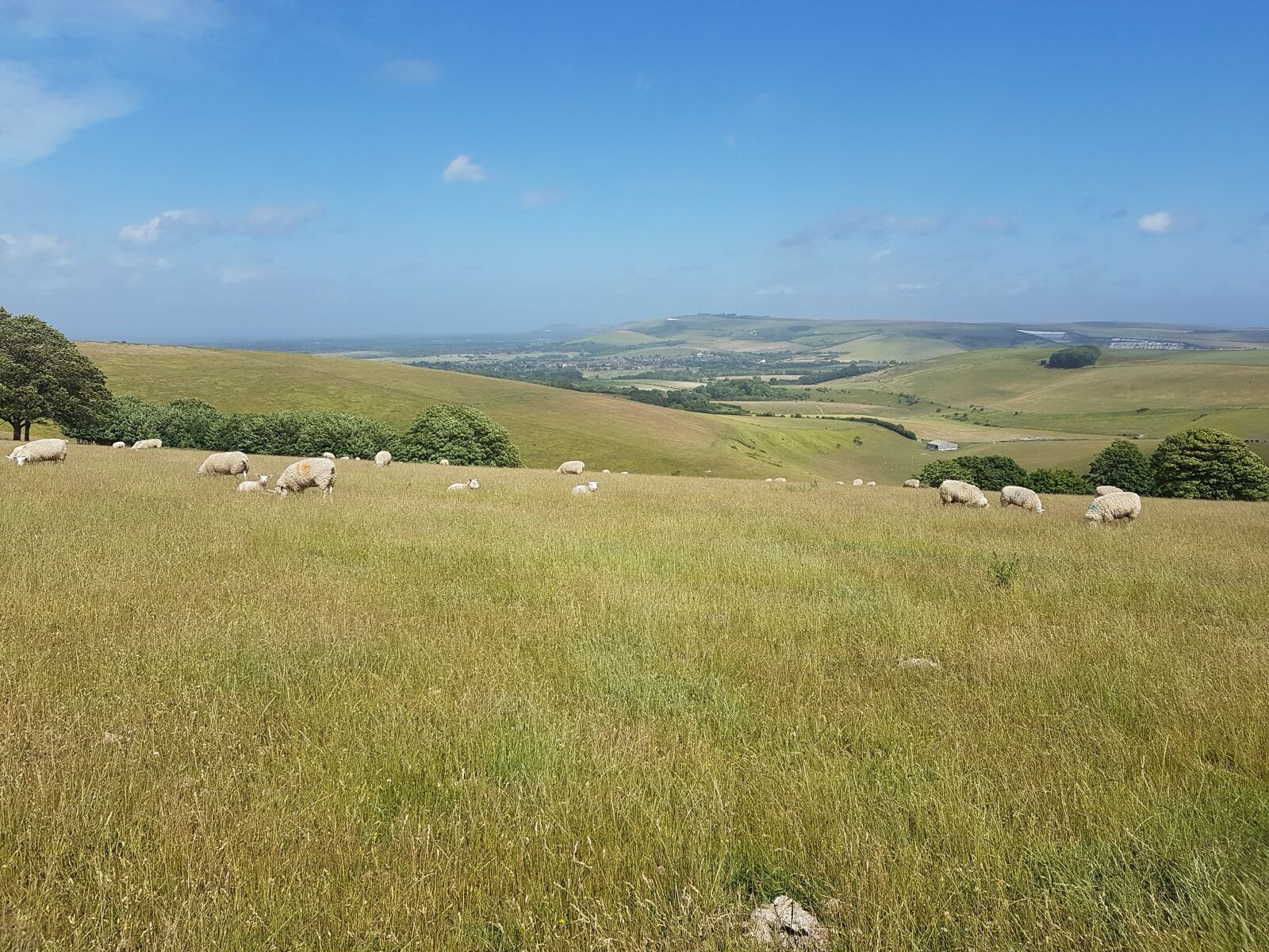 Samsung Galaxy S7 sample photo. Sheep, field, nature photography