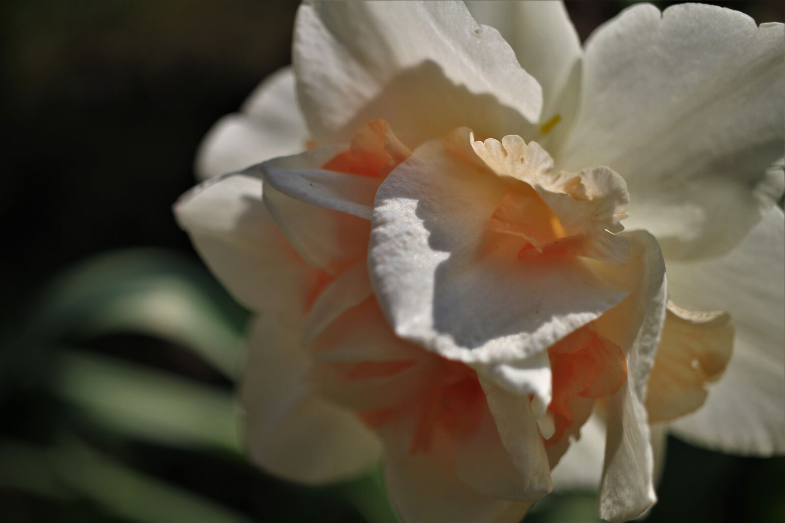 Canon EOS 7D sample photo. Narcissus, double, white photography