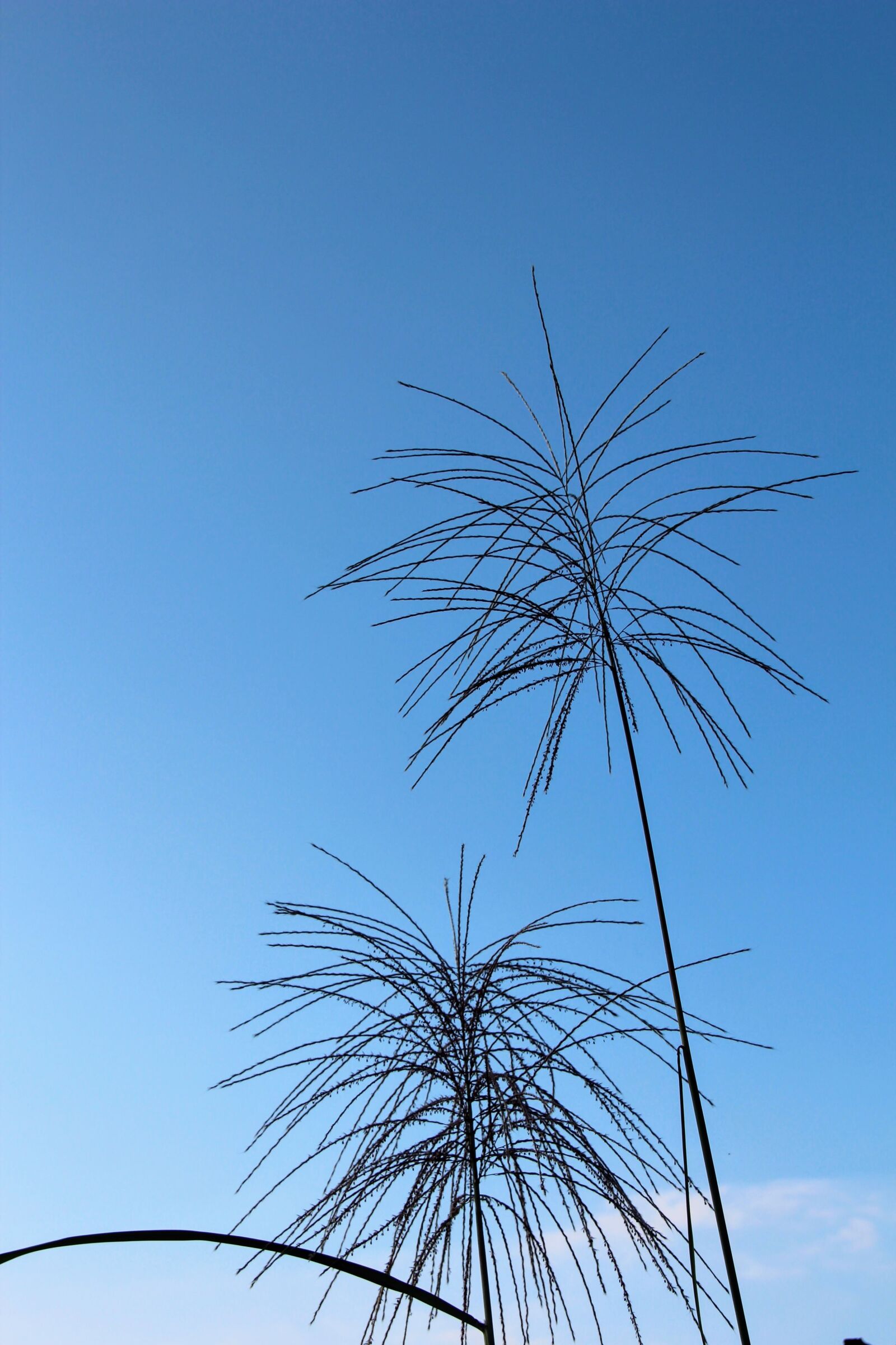 Canon EOS 600D (Rebel EOS T3i / EOS Kiss X5) sample photo. Fern, plant, sky photography