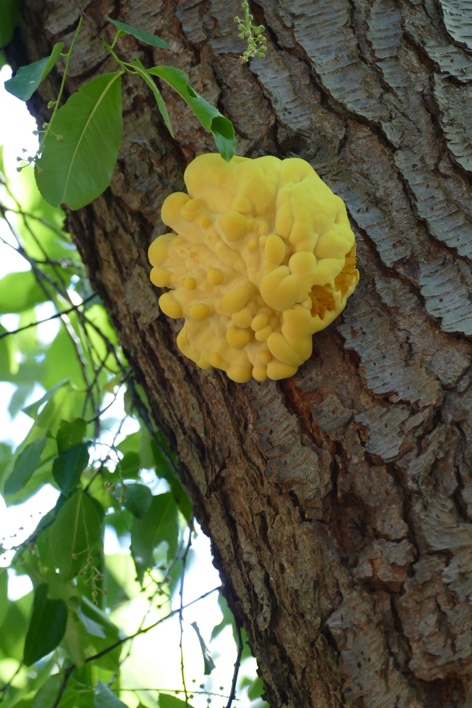Panasonic Lumix DMC-FZ1000 sample photo. Agaric, mold, tree photography