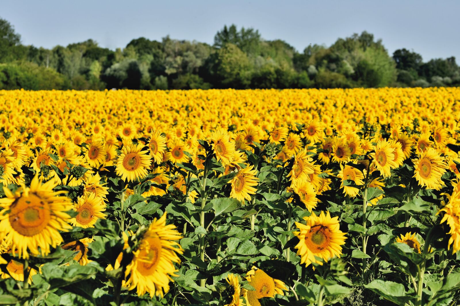Nikon D7200 sample photo. Sunflower field, sunflower, bud photography