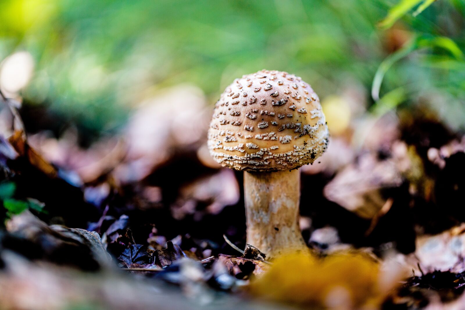 Canon EF 100mm F2.8L Macro IS USM sample photo. Mushrooms, forest floor, autumn photography