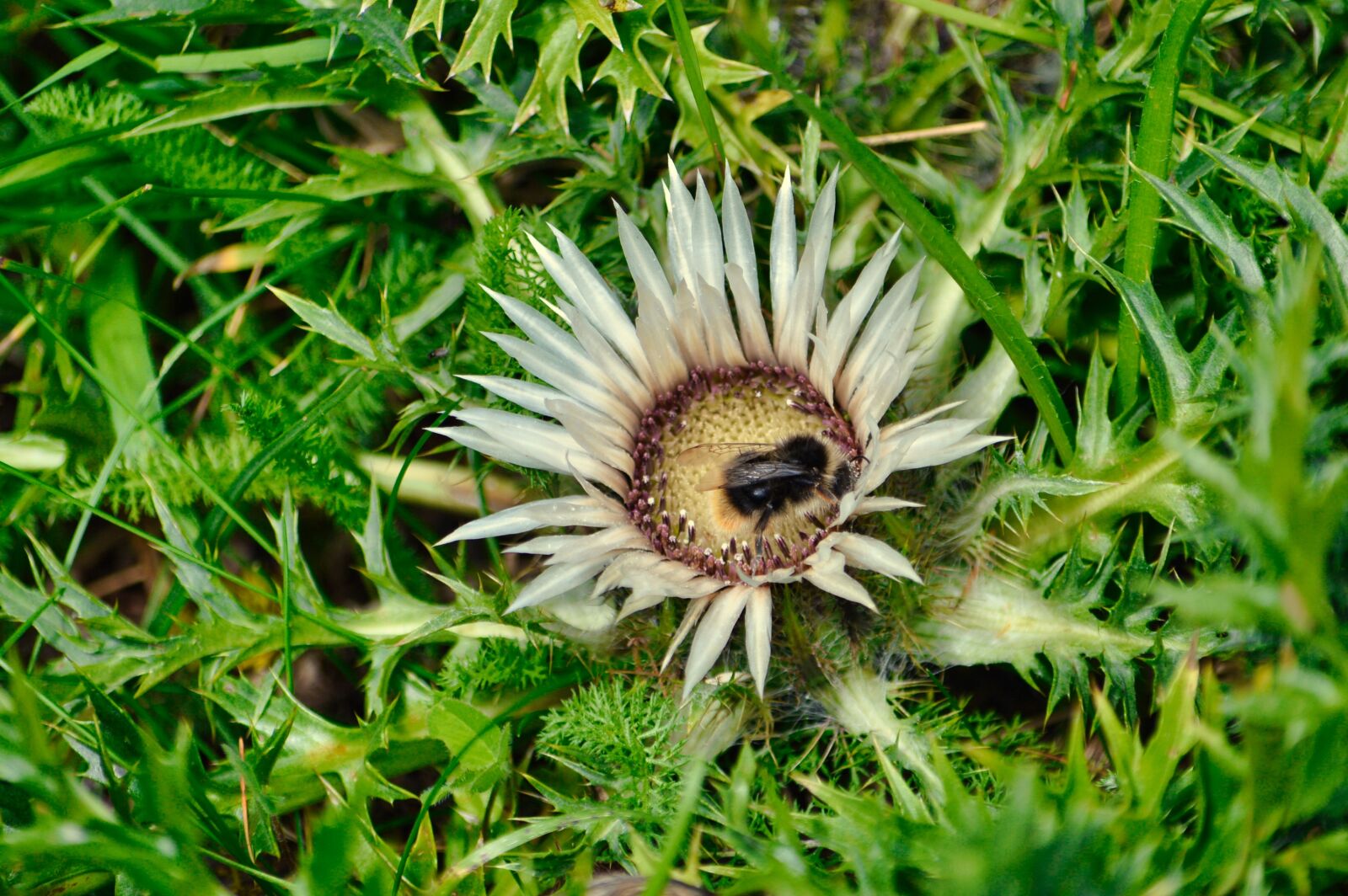 Nikon D3200 sample photo. Thistle, flower, thorny photography