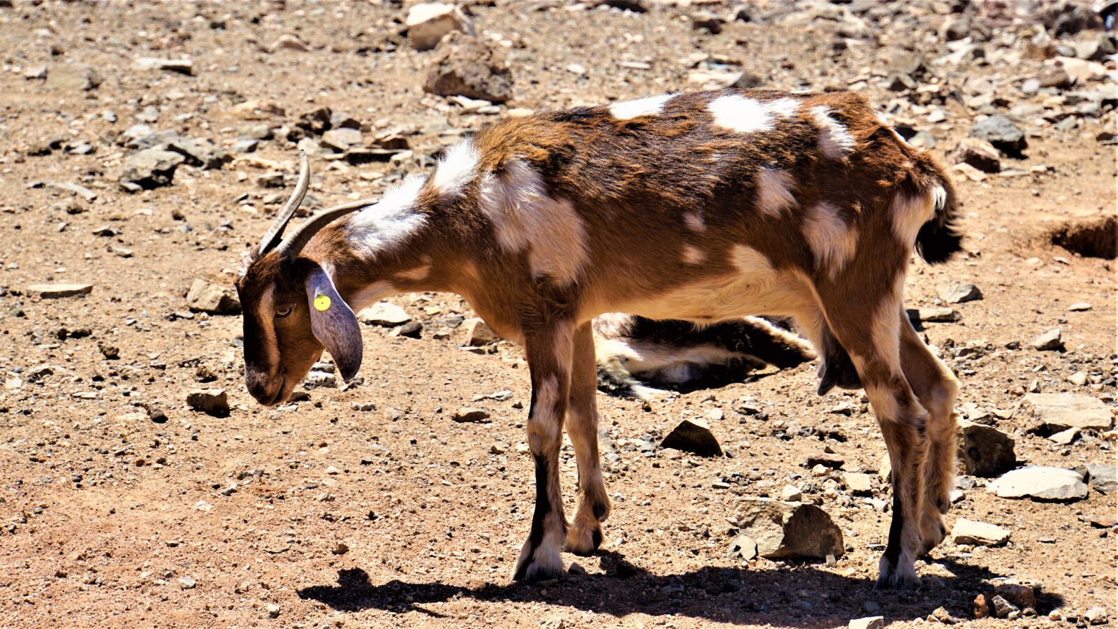 Sony E 18-200mm F3.5-6.3 OSS LE sample photo. Goat, spotted, white brown photography