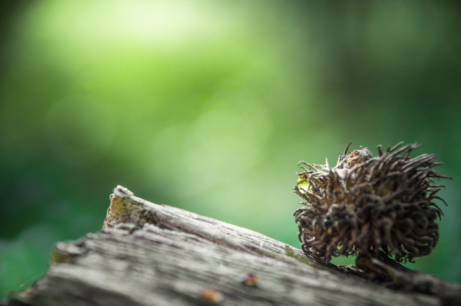 Nikon D3200 sample photo. Nature, wild, plant photography